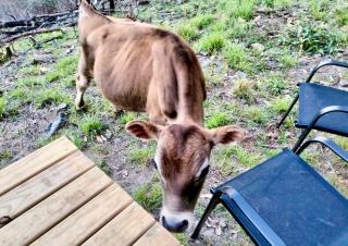 The Summit Sanctuary at Mountain Heart Retreat by Tiny Away - 9