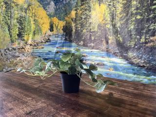 Character Home near Downtown and 17th Avenue - 2