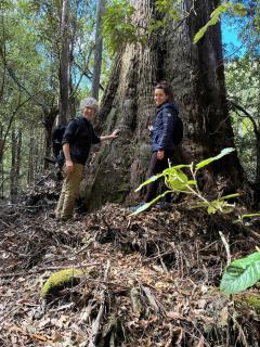 Forest Walks Studio - 4