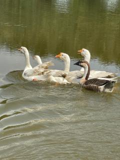 Kerlingfornia Pond View Homestay and Farmstead - 5