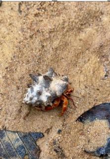 Moonshine Phayam beach resort & restaurant - 1