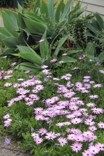 Saints Apartment - Free unlimited WIFI - Burnt Pine - 2