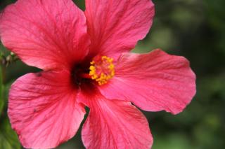 Saints Apartment - Free unlimited WIFI - Burnt Pine - 7