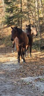 Family Residence Slănic-Moldova - 1