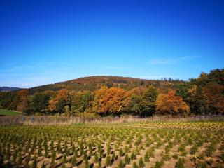 Ferienwohnung am Kreuzfelsen - 4