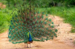 Sunny Home Udawalawa - 2