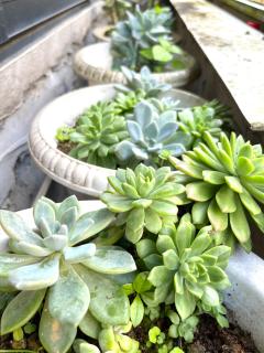 Nguyen Hotel Sapa - 1