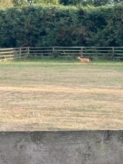 Willowbrook Luxury Log Cabin with private hot tub - 3