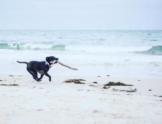 Central, Seaview Apartment, 3 beds, 2 baths, kid & dog friendly at The Lookout Broadstairs - 4