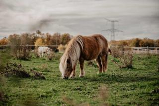 Homnest - Loge insolite au coeur d'un ranch - Balade à cheval - 7