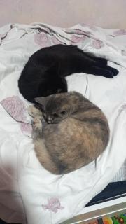 Asian guest house 555 - 2