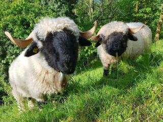 Apartment Sandgrube 2- OG Süd by Interhome - 7