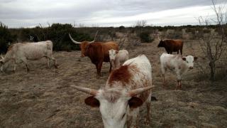 Luxurious Lodge Rental by the Palo Duro Canyon for a Family Vacation in Texas - 8