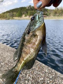 Beautiful Glamping Tented Cabin in Ingram, Texas, with Access to the Guadalupe River - 6