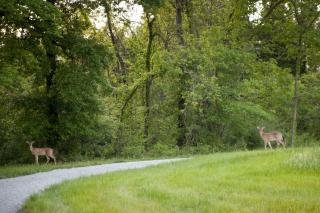 Wonderful Lakefront Cabin with Hot-tub in Carbondale, Illinois - 4