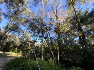 Embrace Nature in this Cottage Nestled Amidst Trees in Dunnellon, Florida - 1