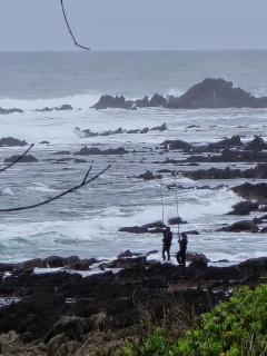 Shells on the Beach - 1