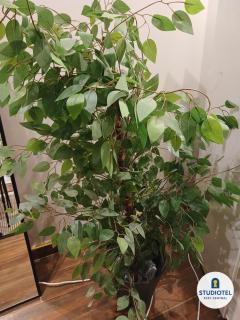 STUDIOTEL ONE Kattamya - Nasr City 1 - 2