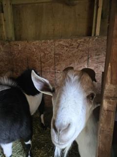 The Backwoods Paradise - 9