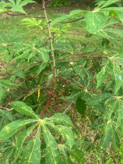 Villa Olivia suit - 3