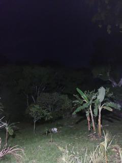 La carpa de Nilo - 3