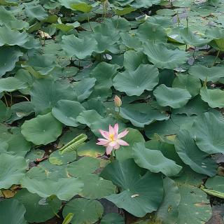 Dolphin houseboat - 5