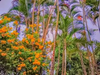 White Villa - Homestay - 7