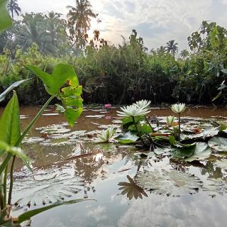 LotusScape Ahangama - 6