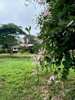 บ้านเหนือ - a home of neua - 9