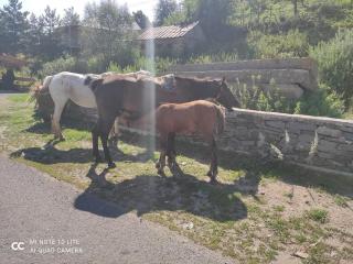 Hankavan HANKA HOME - 8