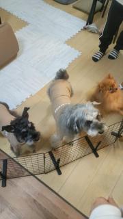 ペット可 Clear Up Guest House - 9