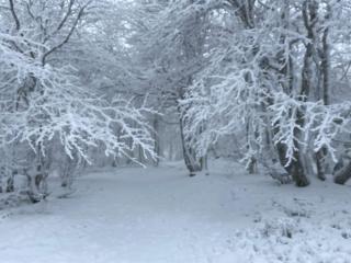Chalet au bord du lac Longemer - 1