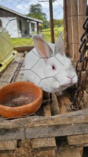 Estância Flor do Campo - 1