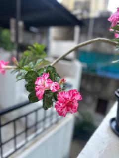 Manasas RetreatPeaceful Home for Positive Guests - 7