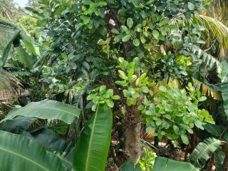 Princely House Apartment - 1