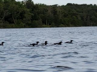 Classic American Getaway in a Lakeside Cabin near Detroit Lakes and Itasca State Park, Minnesota - 6