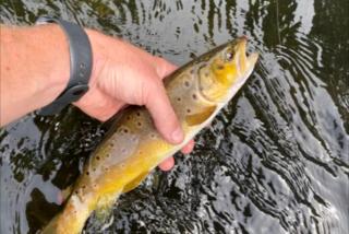 Beautiful Family Cabin with Cozy Interior and Exterior in Saint Croix Falls, Wisconsin - 4