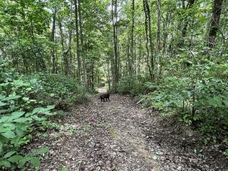 Cozy Secluded Cabin with Games and Hot-tub in Sarahsville, Ohio - 7