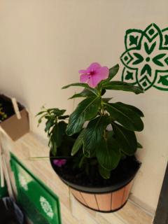 A meravigghia Casa vacanze - 4