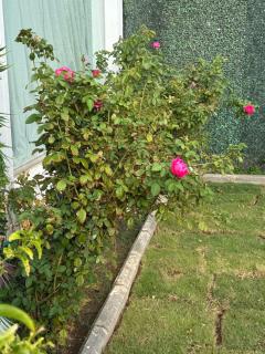 جنة الطائف - 9