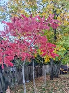 Kuca za odmor Domacinstvo Jelkici - 9