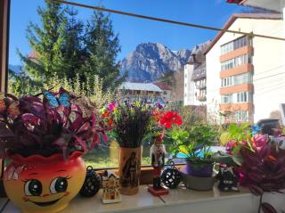 Little Bear Busteni - 7