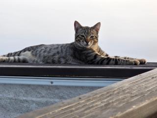 Etoile arc-en-ciel - 8