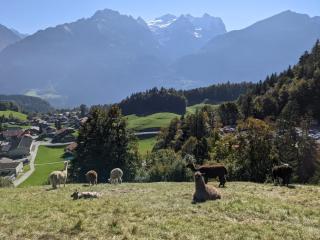 Gemütliche Wohnungen in 300-jährigem Chalet - 3