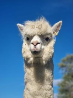 BAJKA-Domek na wsi - 6