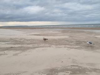 Seaside Serenity in Blokhus-By Traum - 2