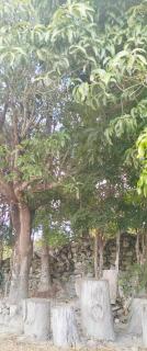 Casa das Mangueiras - 9