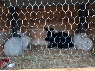 Brvnara Radisavljevic Sikole - 4