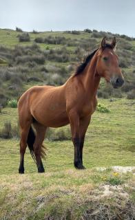 Kiwi Bach - Beachfront & Sunsets - 4