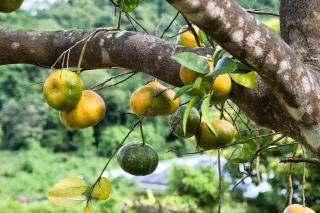La Casita Verte vue sur mer & jardin tropical - 9
